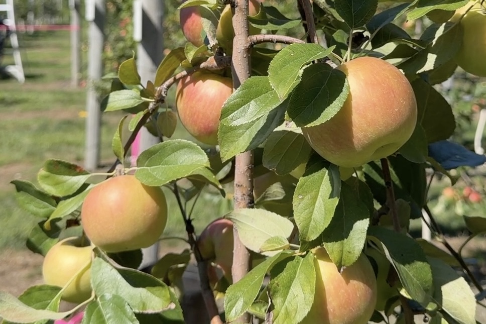 🍎 Weekend Plan: C.N. Smith Farm